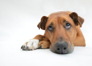 Não ter um alarme junto das câmeras é como ter um cachorro mudo